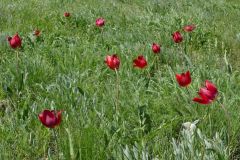 Ростовский-зап.-апр.-2025-47
