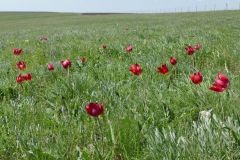 Ростовский-зап.-апр.-2025-49